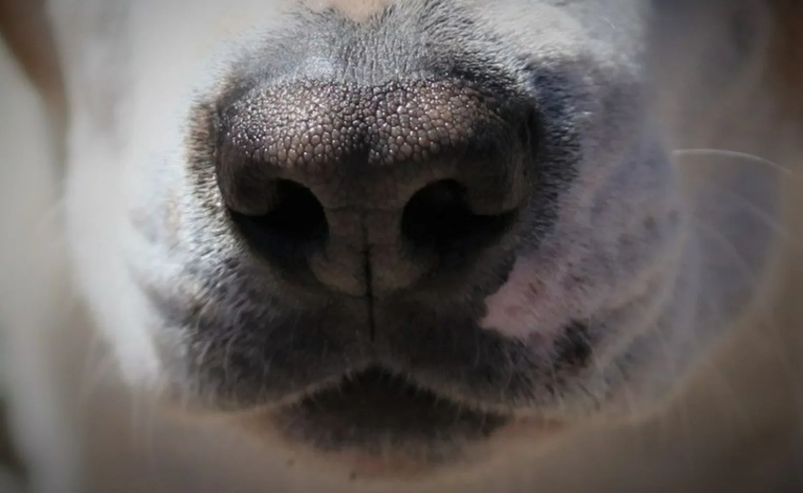 A close up image of a dog's nose